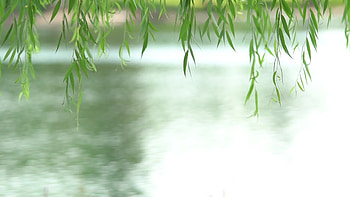 Willow tree stock video, Nature's tranquility, Serene atmosphere, Captivating beauty HD wallpaper