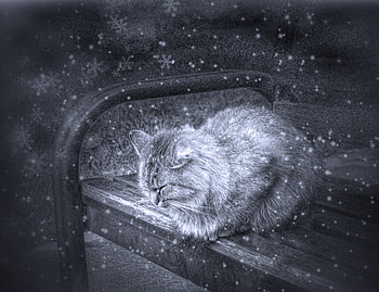 WINTER CAT, winter, art, drawing, snow, bw, cat, snow crystals HD wallpaper