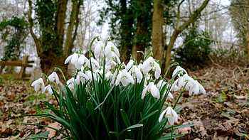 Spring, Flowers, Grass, Snowdrops HD wallpaper