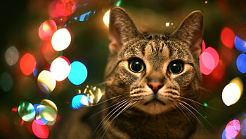 Tabby Cat In Christmas Lights | High Quality , . HD wallpaper