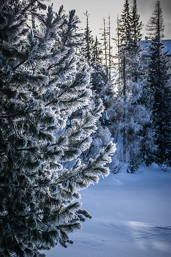 Winter, Nature, Snow, Wood, Tree, Frost, Hoarfrost, Snow Covered, Snowbound HD phone wallpaper