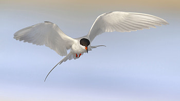 Animals, Sky, Bird, Gull, Seagull, Tern HD wallpaper