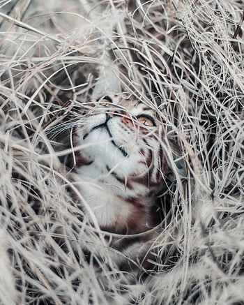 Animals, Grass, Cat, Blur, Smooth, Hide HD phone wallpaper