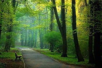Morning_Walk, morning-walk, in trees, beautiful HD wallpaper