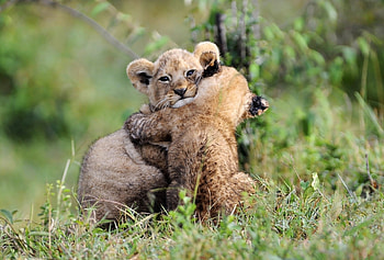 Lions, dwa, lwiatka, przytulenie, trawa HD wallpaper