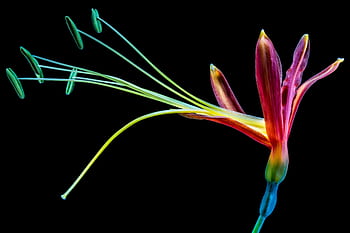 Close-up of a colorful exotic flower with black background, highlighting its vivid details. HD wallpaper