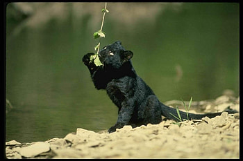 Animals, Panthers HD wallpaper