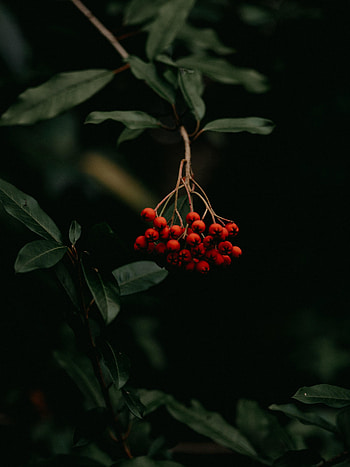 Berries, Plant, Macro, Bunch, Rowan HD phone wallpaper