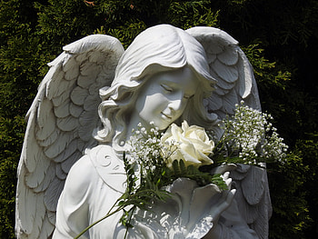 Angelic Rose, Nature, graphy, Flower, Angel HD wallpaper