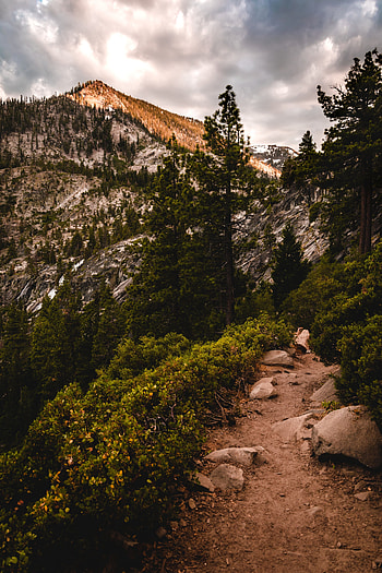 Nature, Trees, Mountains, Bush, Path HD phone wallpaper