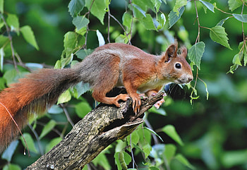Squirrel , Vibrant squirrel backgrounds HD wallpaper