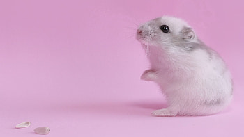 Animals, Kid, Tot, Seeds, Sunflower Seeds, Hamster, Pink Background HD wallpaper