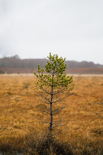 Nature, Pine, Plant, Wood, Tree HD phone wallpaper