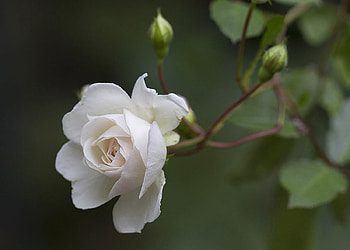 White rose, White, Buds, Flower, Garden HD wallpaper