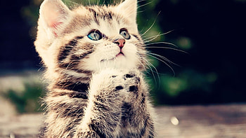 Endearing kitten, for cat lovers, Gentle creature, Heart-melting HD wallpaper