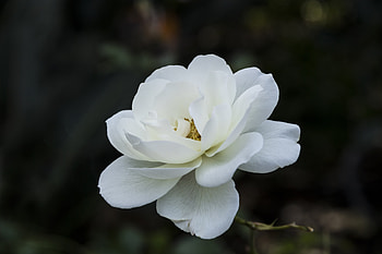 White flower, spring, close up HD wallpaper
