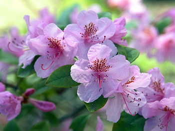 Flowers, Leaves, Bush, Bloom, Flowering, Branch, Greens HD wallpaper