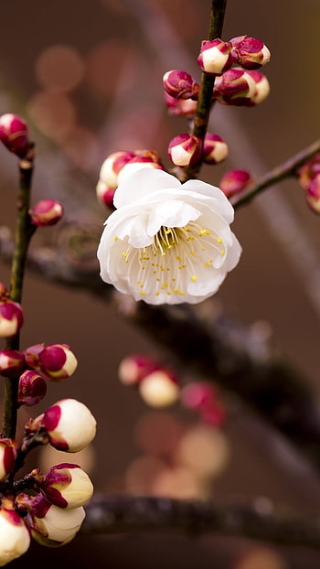 Spring Flowers, White Cherry Flower HD phone wallpaper