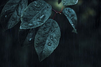 Vibrant green leaves with dewdrops captured in a dark, rainy ambiance. HD wallpaper