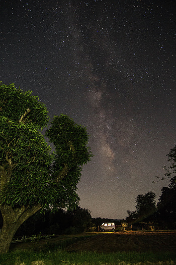Nature, Trees, Stars, Night, Forest, Starry Sky HD phone wallpaper