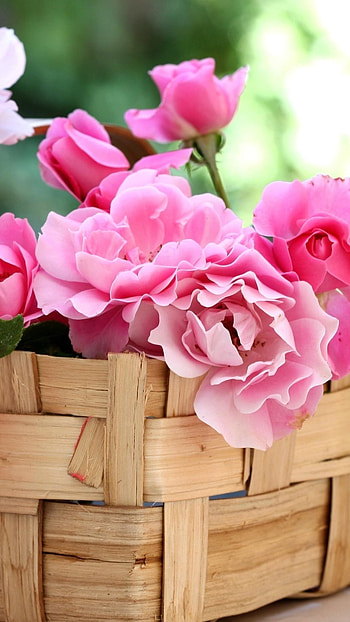 Beautiful Flowers Roses, Beautiful, Rose Basket HD phone wallpaper
