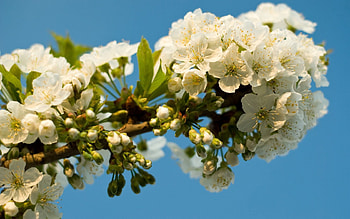 Flowers, Sky, Leaves, Bloom, Flowering, Branch, Spring HD wallpaper