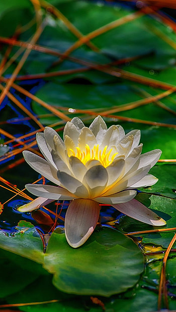 Water Lily, Grey HD phone wallpaper