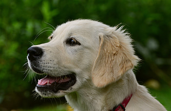 Animals, Dog, Muzzle, Puppy, Labrador HD wallpaper