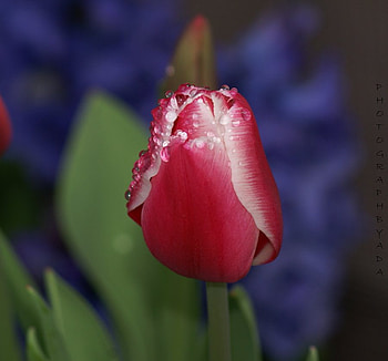 Tears_of_Joy, pink, wet, tulips, 3d HD wallpaper