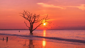 Trees Sunset Birds Water Body , sunset, sunrise, morning, evening, nature HD wallpaper