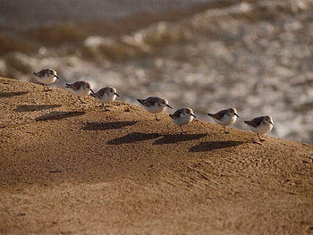 Birds in Row, cool HD wallpaper
