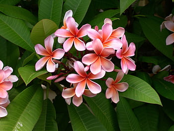 Close-up of vibrant pink plumeria flowers with lush green leaves, showcasing natural beauty. HD wallpaper