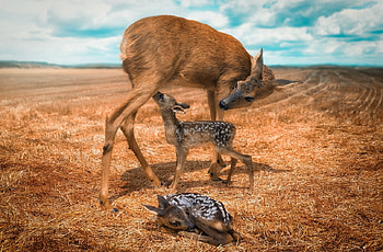 Double Bambi, blue, animal, cute, baby, john wilhelm, orange, deer, couple, mother, funny, trio HD wallpaper