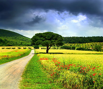 Spring road, field, clouds, trees, red flowers, road, spring HD wallpaper