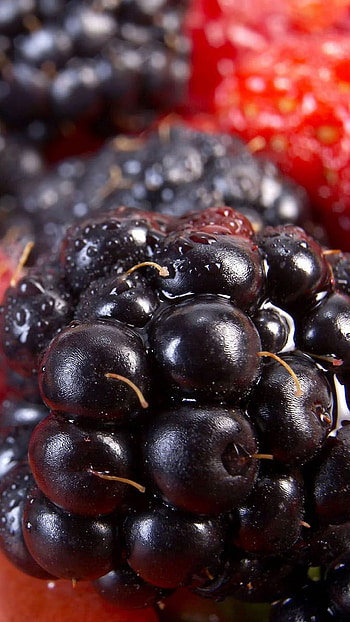 Blackberries, Berries HD phone wallpaper