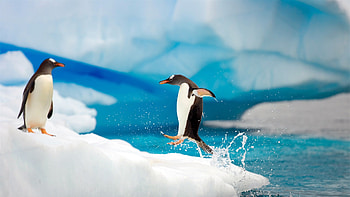 Antarctic continent, Penguin paradise, Kde store, Penguin exploration HD wallpaper