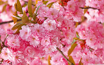 Cherry blosoms, japanese, blosoms, pink, cherry, sakura, nature, flowers, blooms HD wallpaper