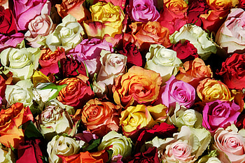 Colorful, roses, decorations HD wallpaper