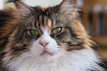 Animals, Cat, Fluffy, Muzzle, Maine Coon, Maine HD wallpaper