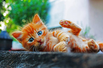 Blue Eyes, blue, kitten, stripes, eyes, cat, orange, ginger HD wallpaper
