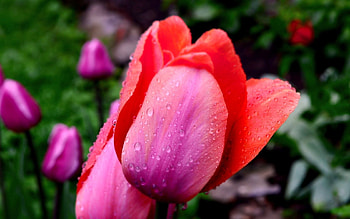 Tulips, Drops, Flower, Macro, Petals HD wallpaper