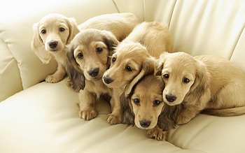 Animals, Dogs HD wallpaper
