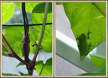 FROG COLLAGE, NATURE, FROG, COLLAGE HD wallpaper
