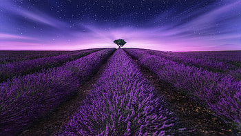 Beautiful Lavender Flowers Field Under Purple Starry Sky During Nighttime Nature HD wallpaper