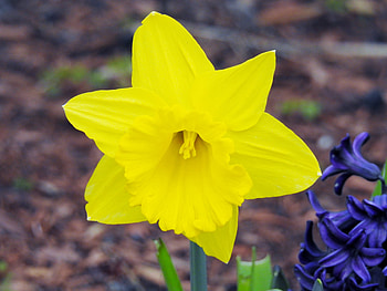 Spring Beauty, Daffodil, Nature, Spring, Flower, graphy HD wallpaper