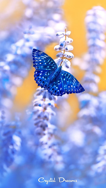 Blue Butterfly, Wonderful, Aesthetic HD phone wallpaper
