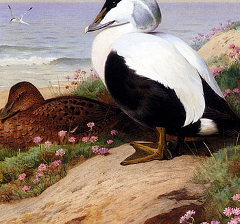 DUCKS, art, animals, nature, flowers, lake HD wallpaper