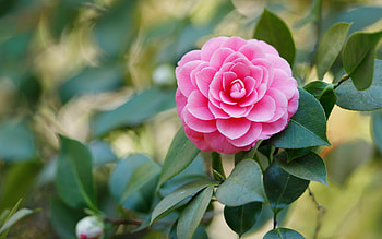Camellia, plant, pink, flower HD wallpaper