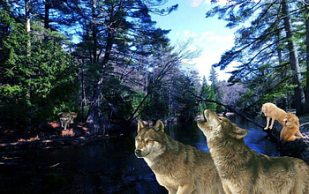 On the River site, river, Wolves, animals, Wolf, sky, nature HD wallpaper