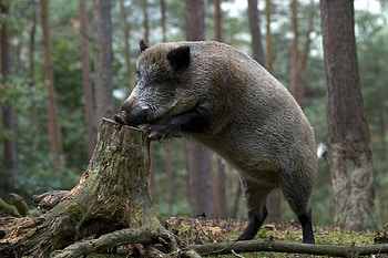 Animals, Pigs HD wallpaper